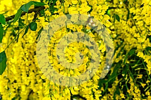 Yellow flowering Golden Chain tree