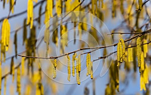 Yellow flowering hazelnut catkins earrings on sunny day. Lot of beautiful and highly allergenic hazel catkins Corylus avellana photo