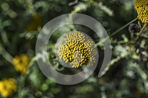 Yellow flowering herbal flower blooming in summer in Sweden.