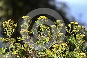 Yellow flowering herbal flower blooming in summer in Sweden.