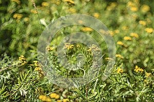 Yellow flowering herbal flower blooming in summer in Sweden.