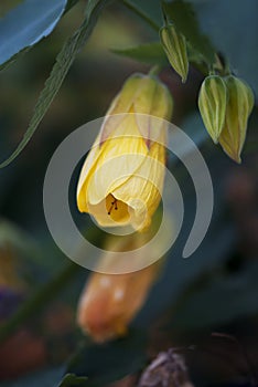Yellow Flowering Maple Bud
