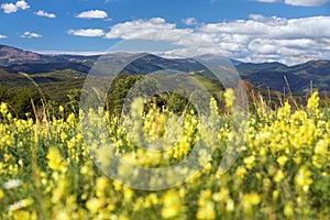 yellow flowering meadow and mount Kralova Hola photo