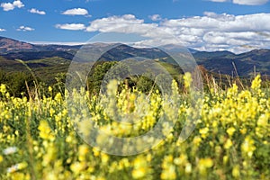 yellow flowering meadow and mount Kralova Hola