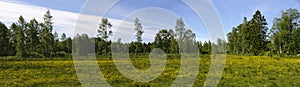 Yellow flowering meadow in Sweden