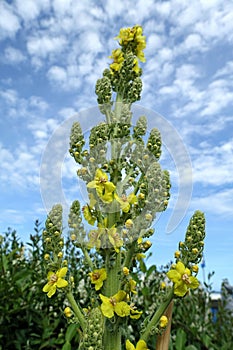 Yellow flowering Mullein verbascum thapsus on a sunny summer day in front of blue sky. Close-up.