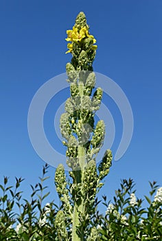 Yellow flowering Mullein verbascum thapsus on a sunny summer day in front of blue sky. Close-up