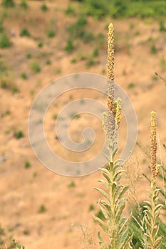 Yellow-Flowering Plant