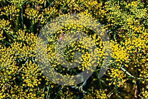 Yellow flowering plant. Dill herb, anethum  From UC Berkeley botanical gardn