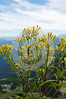 Yellow flowering plants in the German Alps