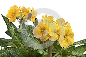 Yellow flowering Primula elatior