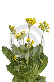 Yellow flowering Primula veris