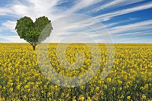 Yellow flowering rape field with heart shape tree.