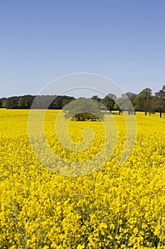 Yellow Flowering Rape Fields In Germany