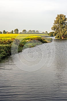 Yellow-flowering rapeseed in a Dutch field next to a narrow meandering river