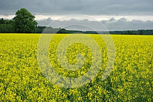 Yellow flowering rapeseed field in inclement weather