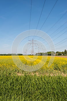 Yellow flowering rapeseed plants in springtime