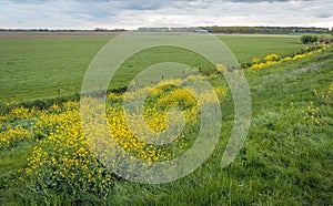 Yellow flowering rapeseed on the slope of a Dutch dike