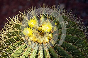 Schwarz`s Barrel Cactus ferocactus schwarzii photo
