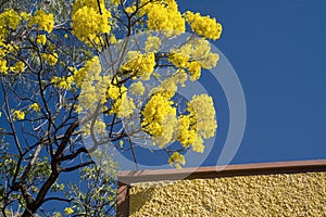 Yellow Flowering Tabebuia Tree photo