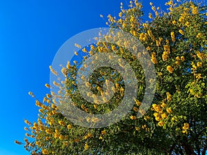 Yellow Flowering Tree of Arizona photo