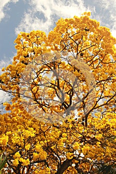 Yellow flowering tree Tabebuia chrysanta araguaney
