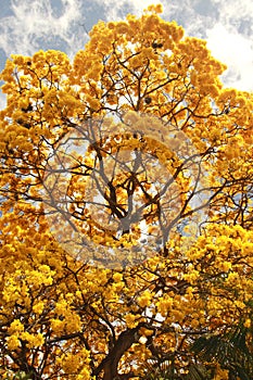 Yellow flowering tree Tabebuia chrysanta Araguaney