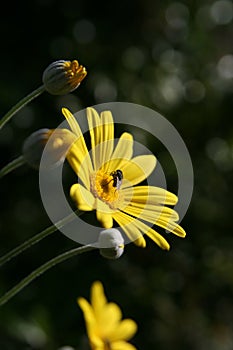 Yellow flowers