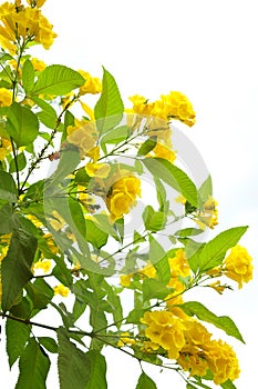 Yellow flowers