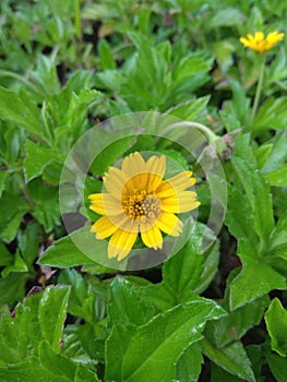 Yellow flowers