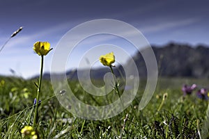 Yellow flowers