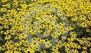 Yellow flowers