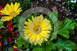 Yellow flowers