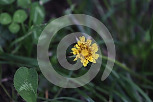 yellow flowers