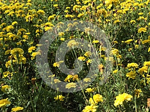 Yellow flowers