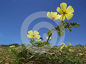 Yellow flowers