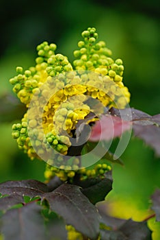 YELLOW FLOWERS