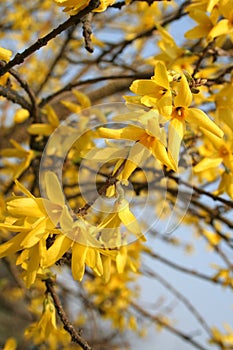 Yellow flowers