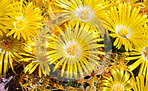 Yellow flowers