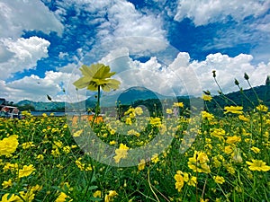 Yellow Flowers