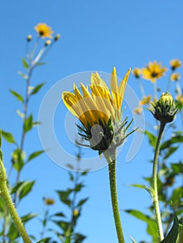 Yellow Flowers