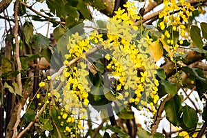 Yellow Flowers