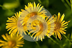 Yellow flowers