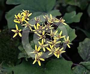 yellow flowers