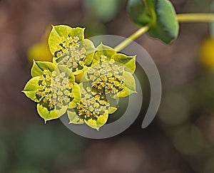 yellow flowers