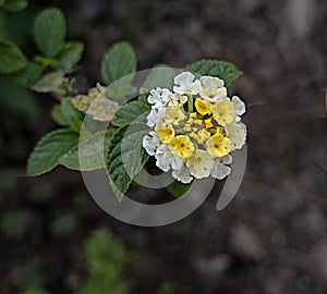 yellow flowers