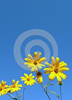 Yellow flowers