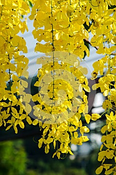 Yellow Flowers