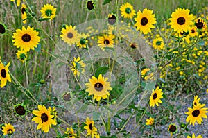 Yellow flowers.