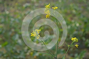 Yellow flowers